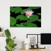 Kaap Blue Water Lily (Nymphaea Capensis) Poster (Thuiskantoor)