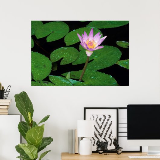 Kaap Blue Water Lily (Nymphaea Capensis) Poster (Thuiskantoor)