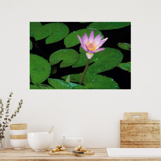 Kaap Blue Water Lily (Nymphaea Capensis) Poster (Keuken)