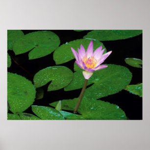 Kaap Blue Water Lily (Nymphaea Capensis) Poster