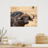 Kaap Buffalo met Egret – Masai Mara Safari Poste Poster (Keuken)