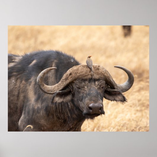 Kaap Buffalo met Egret – Masai Mara Safari Poste Poster (Voorkant)