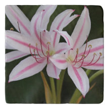 Kaap Lily Trivet Roze en Wit tegen groen