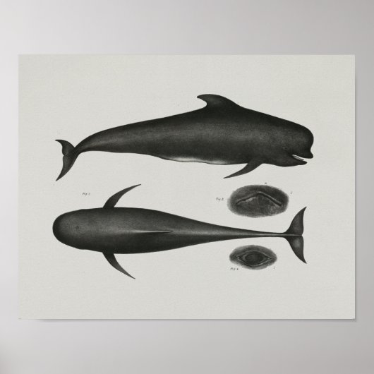 Kaap Pilot Whale  Print Marine Biology (Voorkant)