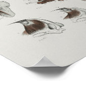 Kaap proefwalvisanatomie Druk mariene biologie af Poster (Hoek)