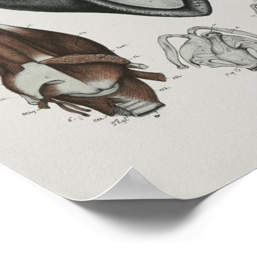 Kaap proefwalvisanatomie Druk mariene biologie af Poster (Hoek)