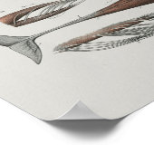 Kaap proefwalvisanatomie Druk mariene biologie af Poster (Hoek)