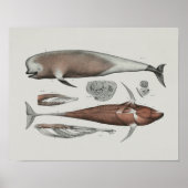 Kaap proefwalvisanatomie Druk mariene biologie af Poster (Voorkant)