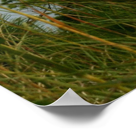 Kaapje door het Zee haver Poster (Hoek)