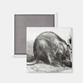 Kaapse Ant-Eater Magneet (Voorkant / Achterkant)
