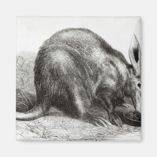 Kaapse Ant-Eater Magneet