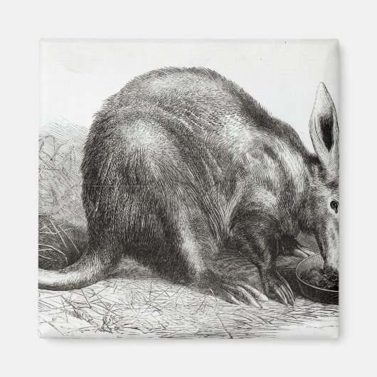 Kaapse Ant-Eater Magneet (Voorkant)