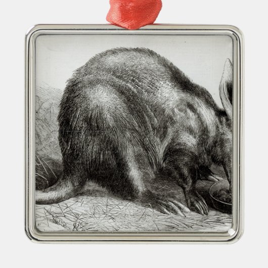 Kaapse Ant-Eater Metalen Ornament (Voorkant)