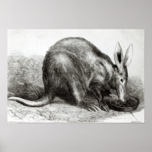 Kaapse Ant-Eater Poster
