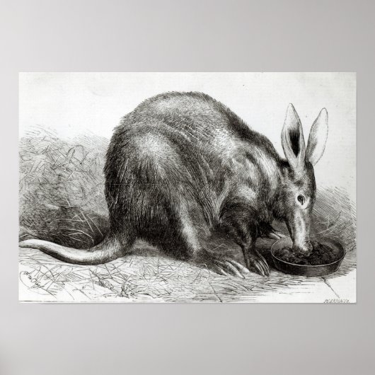 Kaapse Ant-Eater Poster (Voorkant)