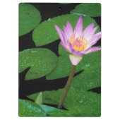 Kaapse Blauwe Waterlelie (Nymphaea Capensis) Klembord (Achterkant)