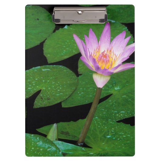 Kaapse Blauwe Waterlelie (Nymphaea Capensis) Klembord (Voorkant)