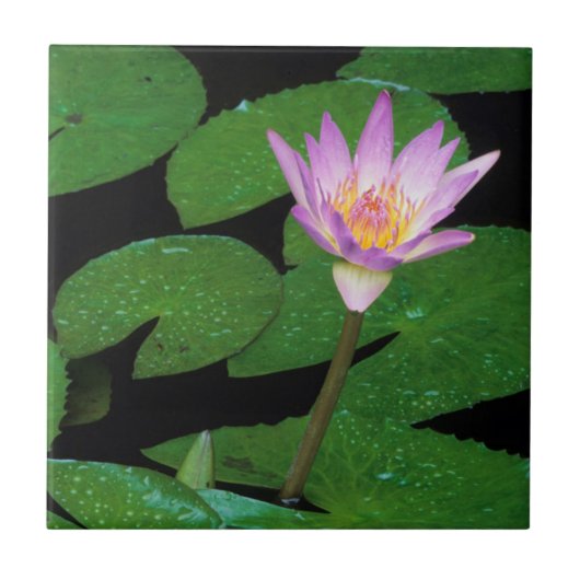 Kaapse Blauwe Waterlelie (Nymphaea Capensis) Tegeltje (Voorkant)