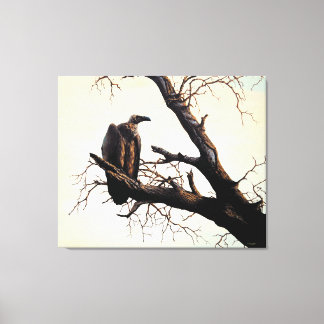 Kaapse gier "Sentinel" Canvas Afdruk