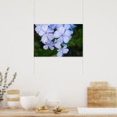 Kaapse plumbago poster (Keuken)