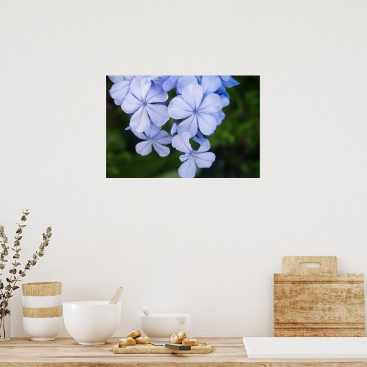 Kaapse plumbago poster (Keuken)