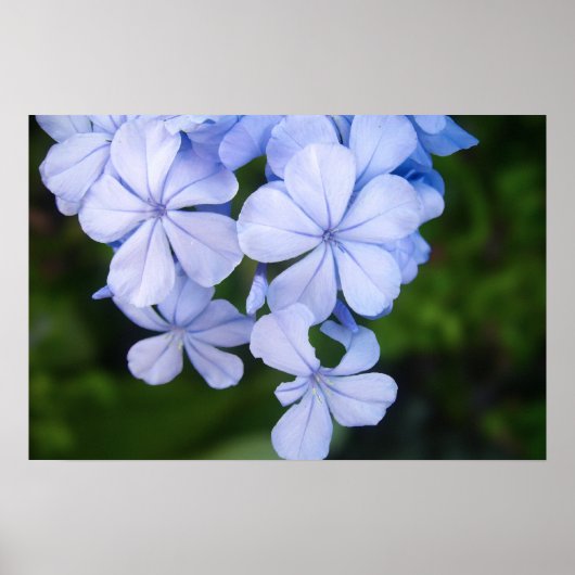 Kaapse plumbago poster (Voorkant)