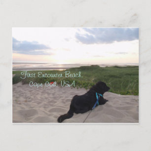 Kaapskabeljauw, zonsondergang met zwart lab briefkaart
