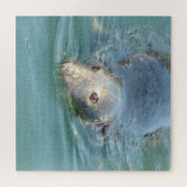 Kaapskabelzegel op de pier legpuzzel (Horizontaal)