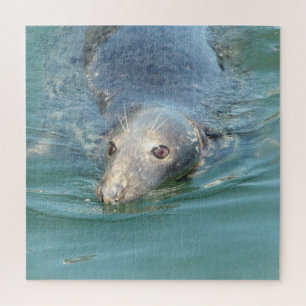 Kaapskabelzegel op de pier legpuzzel