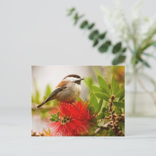 Kaapskuiker Briefkaart (Staand voorkant)