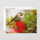 Kaapskuiker Briefkaart (Voorkant / Achterkant)