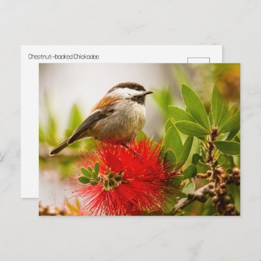 Kaapskuiker Briefkaart (Voorkant / Achterkant)