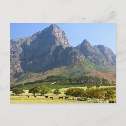 Kaapstad, Westkaap, Zuid-Afrika Briefkaart (Voorkant)