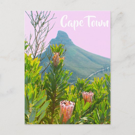 Kaapstad Zuid-Afrika Protea Lion's hoofd Briefkaart (Voorkant)