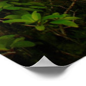Kaarsboom (Dracaena Concina), Eiland Aux Poster (Hoek)
