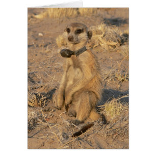 Kaart 9 - Gazebo Frisky