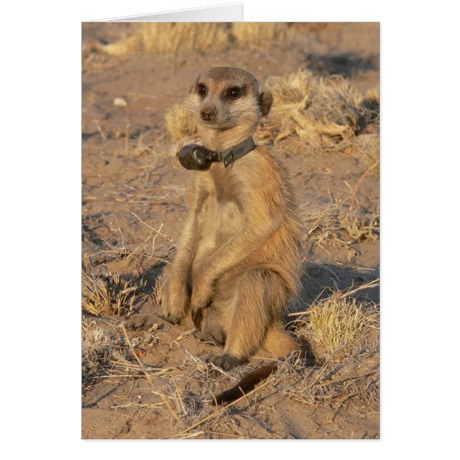 Kaart 9 - Gazebo Frisky (Voorkant)