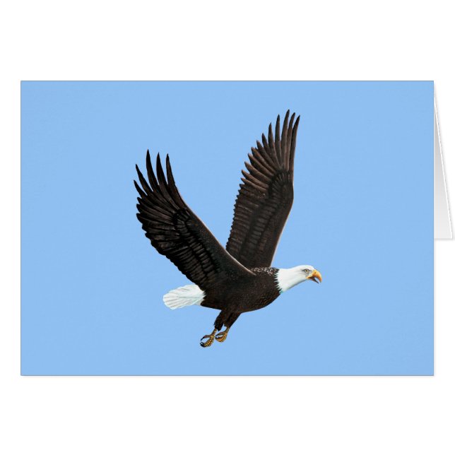 Kaart Amerikaanse Bald Eagle (Voorkant Horizontaal)