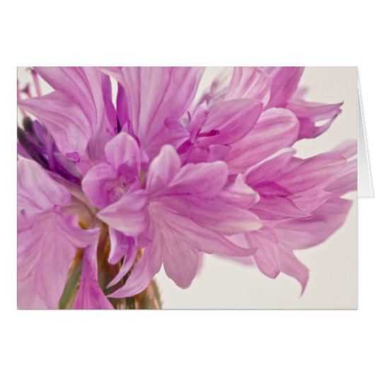 Kaart Batchelor Button (Voorkant Horizontaal)