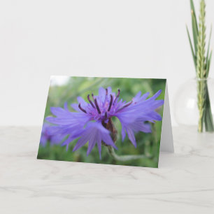 Kaart-blauwe Kornbluenblüte, blanco Kaart
