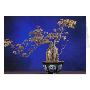 Kaart / Bonsai Trident Maple