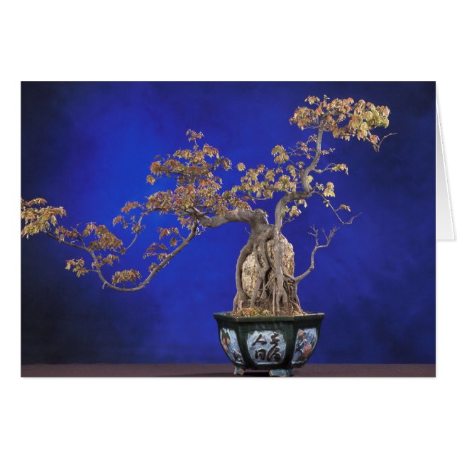 Kaart / Bonsai Trident Maple (Voorkant Horizontaal)