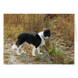 kaart - Border Collie Autumn