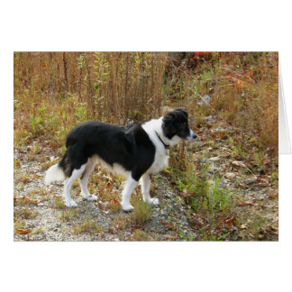 kaart - Border Collie Autumn