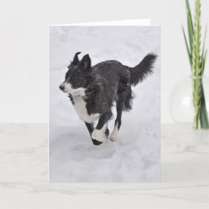 Kaart - Border collie die de Sneeuw doornemen