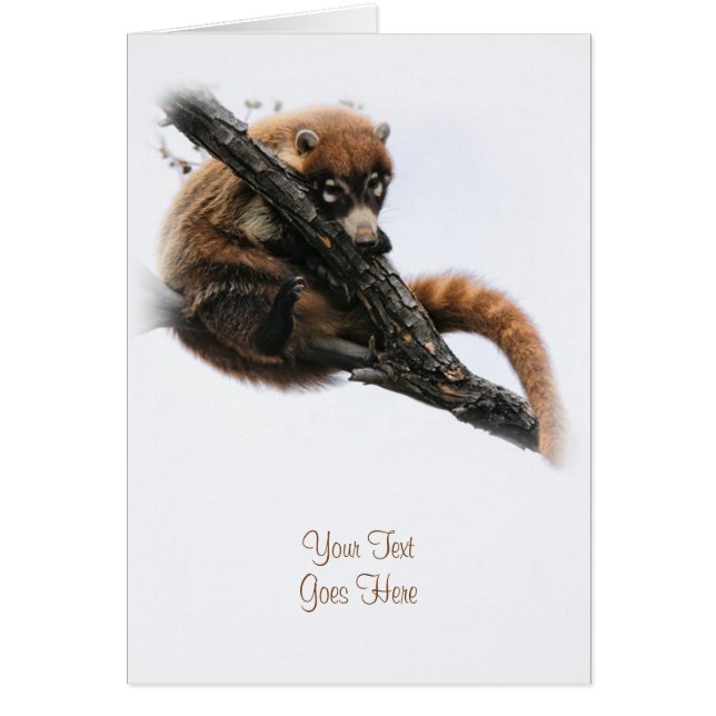 Kaart: Coatimundi #5 (Portret) (Voorkant)