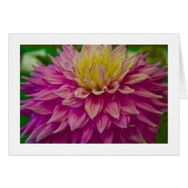 Kaart, Dahlia # 141 (Voorkant Horizontaal)
