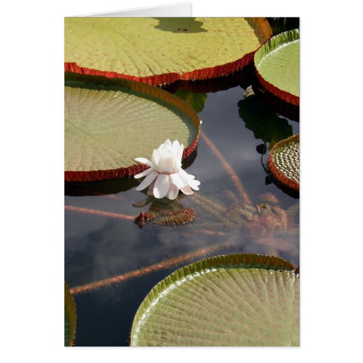 kaart - Giant Lilypads & White Water Lily (Voorkant)