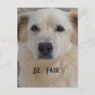 Kaart, Golden Retriver Briefkaart