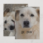 Kaart, Golden Retriver Briefkaart (Voorkant / Achterkant)